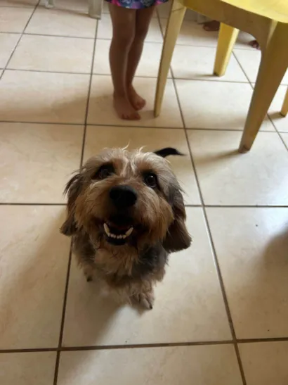 Cachorro raça SRD-ViraLata idade 2 anos nome Augusto 