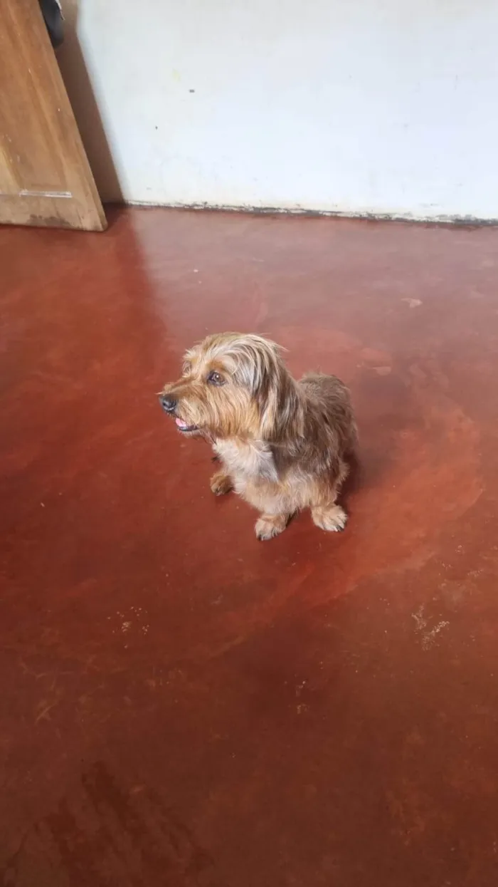Cachorro ra a SRD-ViraLata idade 2 anos nome Augusto 