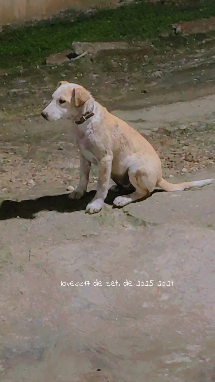 Cachorro ra a Basset-Cofap idade 2 a 6 meses nome Lobo 