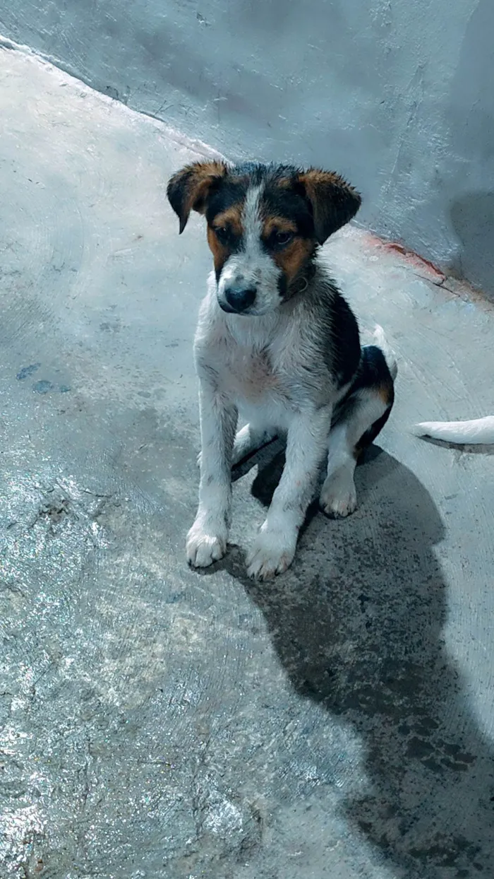 Cachorro ra a SRD-ViraLata idade 2 a 6 meses nome Betowem 