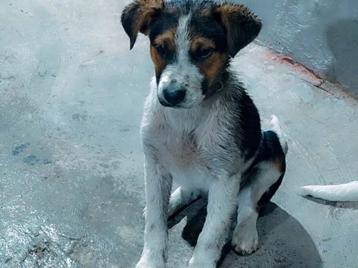 Cachorro ra a SRD-ViraLata idade 2 a 6 meses nome Betowem 