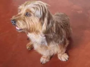 Cachorro raça SRD-ViraLata idade 2 anos nome Augusto 