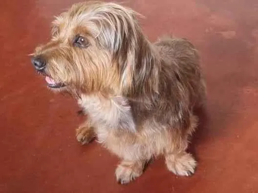 Cachorro ra a SRD-ViraLata idade 2 anos nome Augusto 