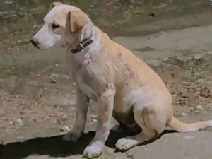 Cachorro raça Basset-Cofap idade 2 a 6 meses nome Lobo 