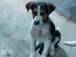 Cachorro raça SRD-ViraLata idade 2 a 6 meses nome Betowem 
