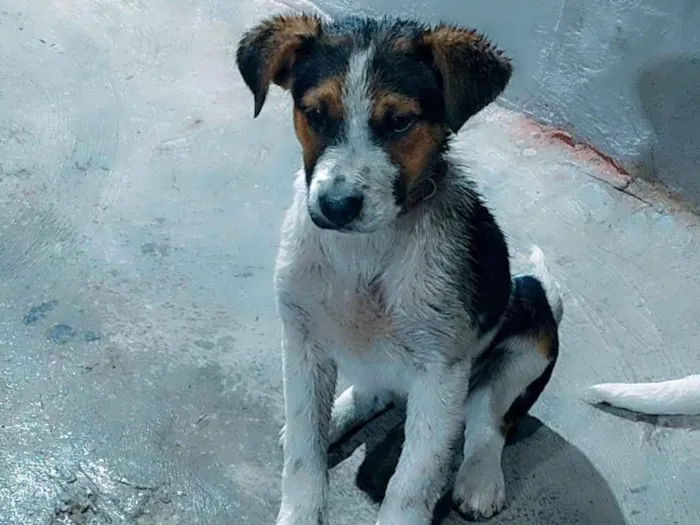 Cachorro ra a SRD-ViraLata idade 2 a 6 meses nome Betowem 