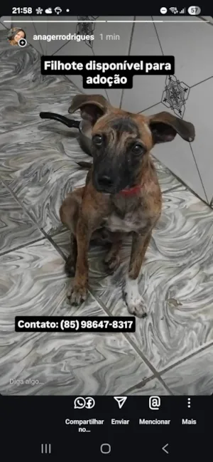 Cachorro raça SRD-ViraLata idade 2 a 6 meses nome Tigrado