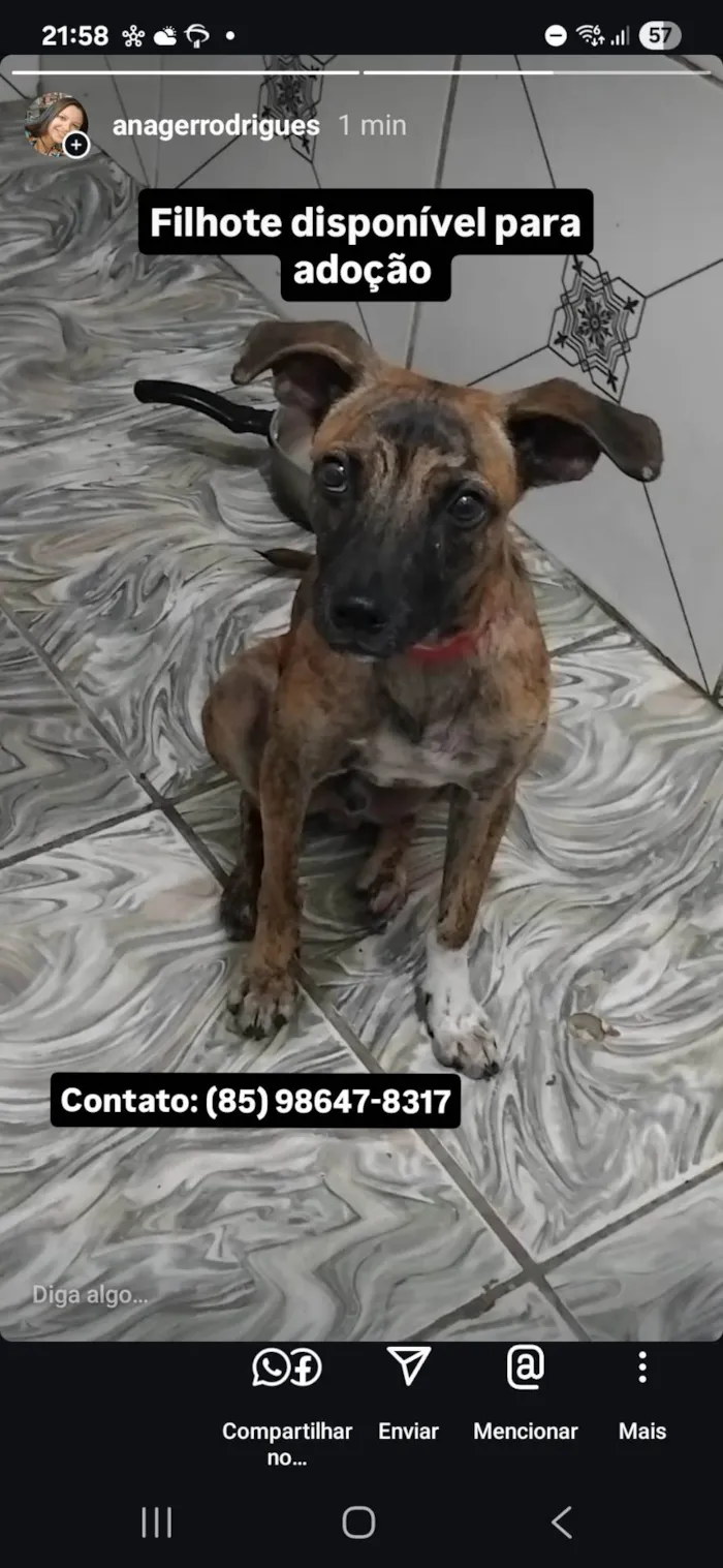 Cachorro ra a SRD-ViraLata idade 2 a 6 meses nome Tigrado