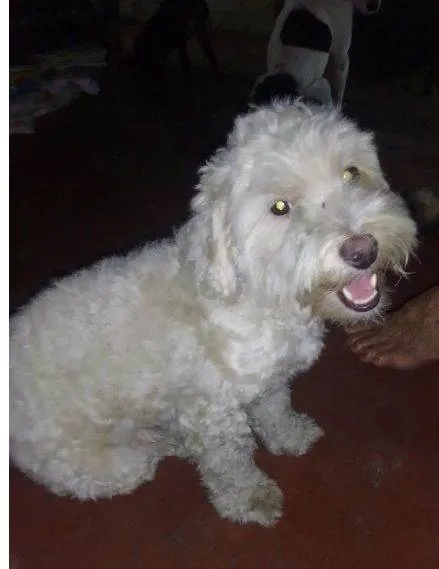 Cachorro ra a Poodle idade 2 a 6 meses nome Tunico 