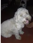 Tunico