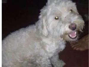 Cachorro raça Poodle idade 2 a 6 meses nome Tunico 