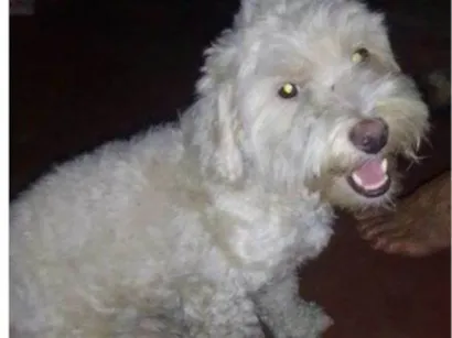 Cachorro raça Poodle idade 2 a 6 meses nome Tunico 
