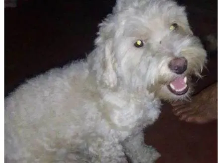 Cachorro ra a Poodle idade 2 a 6 meses nome Tunico 