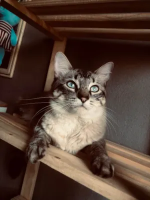 Gato raça SRD-ViraLata idade 1 ano nome Brasa 