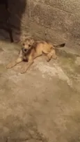 Não tem