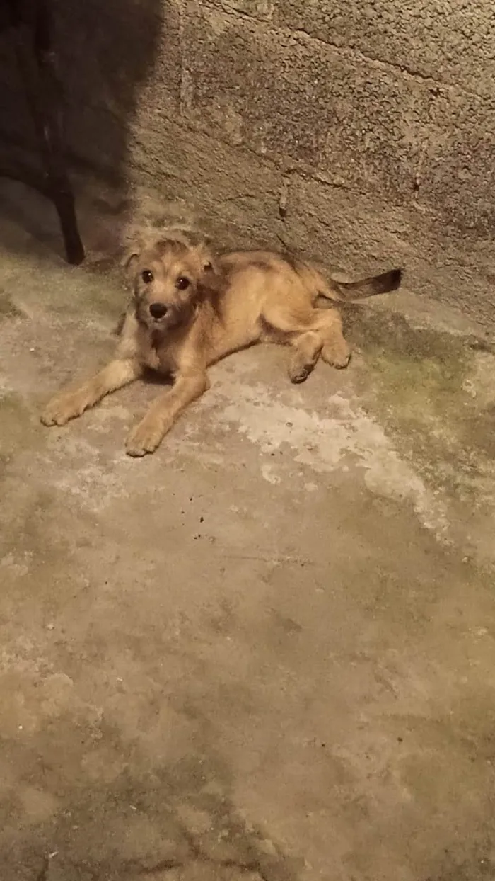 Cachorro ra a SRD-ViraLata idade 2 a 6 meses nome Não tem