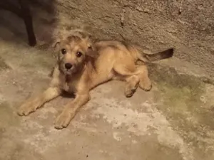 Cachorro raça SRD-ViraLata idade 2 a 6 meses nome Não tem