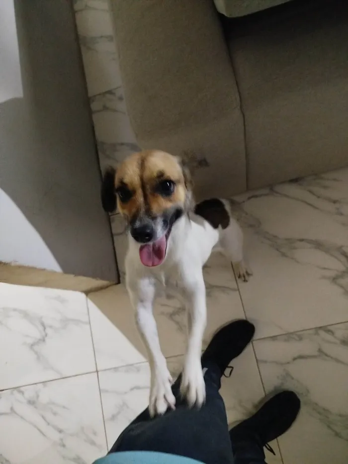 Cachorro ra a SRD-ViraLata idade 7 a 11 meses nome Atena 