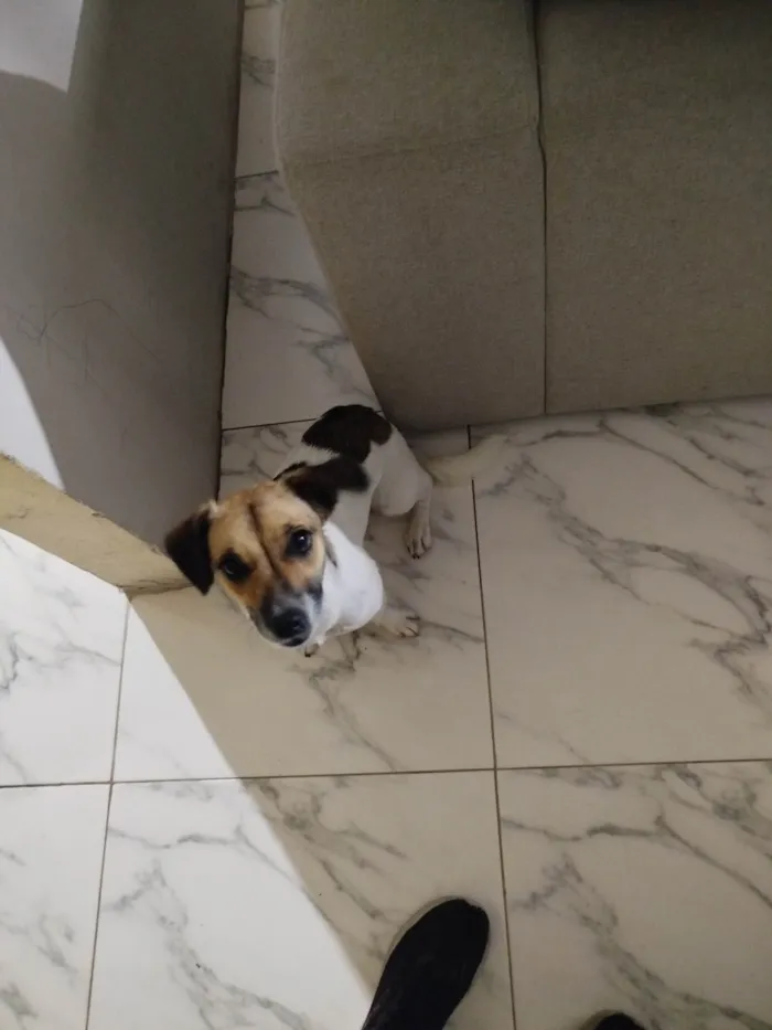 Cachorro ra a SRD-ViraLata idade 7 a 11 meses nome Atena 