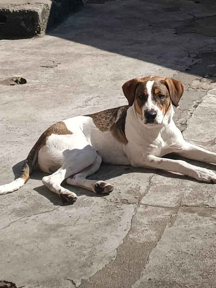 Cachorro ra a SRD-ViraLata idade 2 a 6 meses nome Falar com Tayla - Whats 11 98448-7937