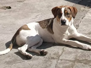 Cachorro raça SRD-ViraLata idade 2 a 6 meses nome Falar com Tayla - Whats 11 98448-7937
