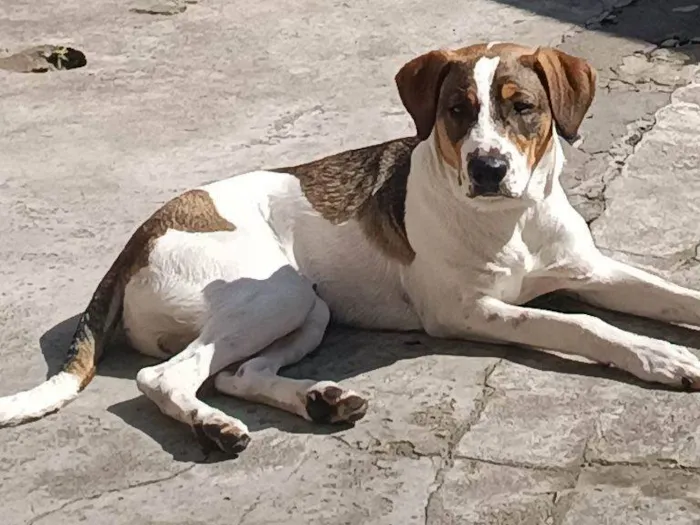 Cachorro ra a SRD-ViraLata idade 2 a 6 meses nome Falar com Tayla - Whats 11 98448-7937