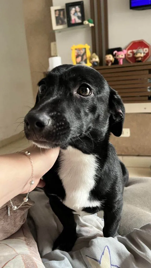 Cachorro ra a SRD-ViraLata idade Abaixo de 2 meses nome Falar com Nicole - Whats 11 97705-1585