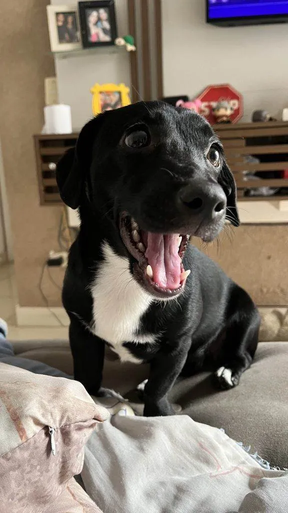 Cachorro ra a SRD-ViraLata idade Abaixo de 2 meses nome Falar com Nicole - Whats 11 97705-1585