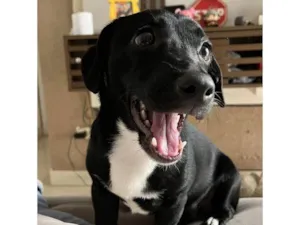 Cachorro raça SRD-ViraLata idade Abaixo de 2 meses nome Falar com Nicole - Whats 11 97705-1585