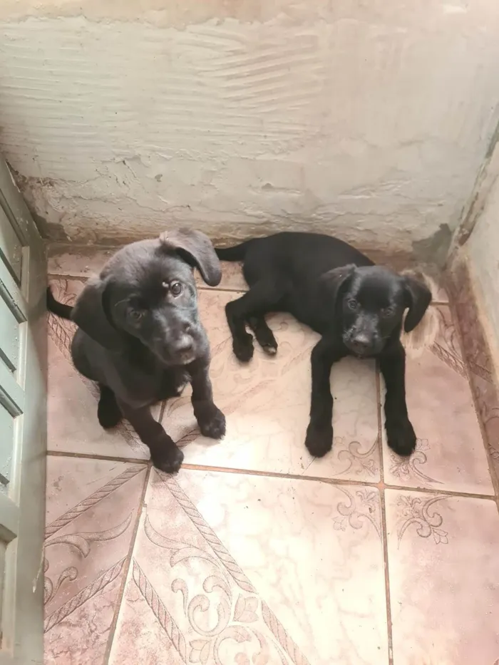 Cachorro ra a SRD-ViraLata idade Abaixo de 2 meses nome Falar com Laisa - Whats 11 93443-7918