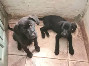 Cachorro raça SRD-ViraLata idade Abaixo de 2 meses nome Falar com Laisa - Whats 11 93443-7918
