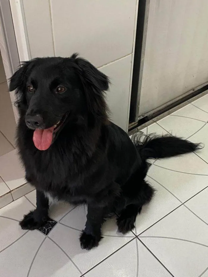 Cachorro ra a SRD-ViraLata idade 2 a 6 meses nome Falar com Crigor - Whats 11 91605-8566
