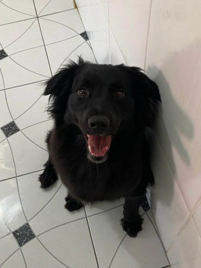 Cachorro ra a SRD-ViraLata idade 2 a 6 meses nome Falar com Crigor - Whats 11 91605-8566