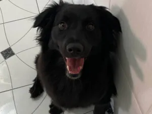 Cachorro raça SRD-ViraLata idade 2 a 6 meses nome Falar com Crigor - Whats 11 91605-8566
