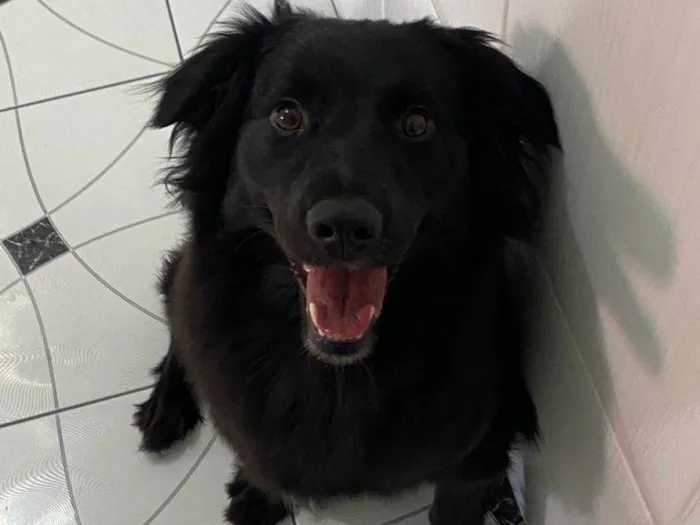 Cachorro ra a SRD-ViraLata idade 2 a 6 meses nome Falar com Crigor - Whats 11 91605-8566