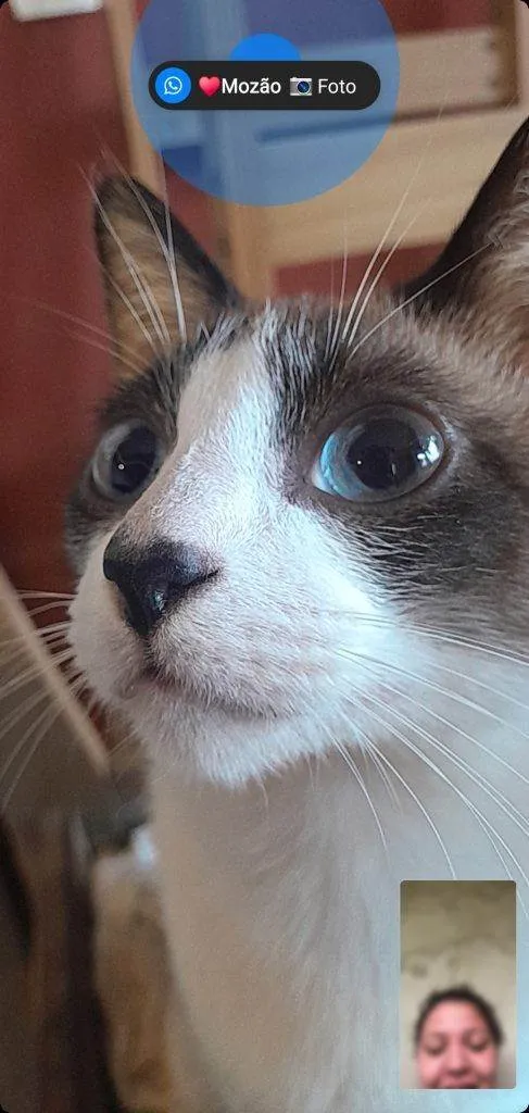 Gato ra a SRD-ViraLata idade 2 a 6 meses nome Falar com Matheus - Whats 11 97208-8202