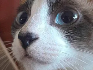 Gato raça SRD-ViraLata idade 2 a 6 meses nome Falar com Matheus - Whats 11 97208-8202