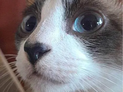 Gato raça SRD-ViraLata idade 2 a 6 meses nome Falar com Matheus - Whats 11 97208-8202