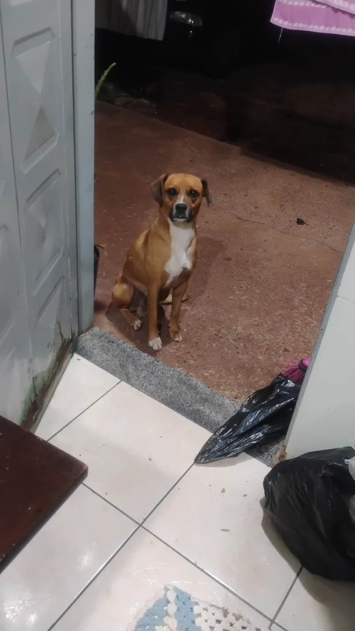 Cachorro ra a SRD-ViraLata idade 5 anos nome Rufols 
