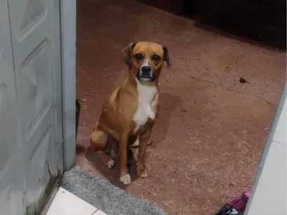 Cachorro raça SRD-ViraLata idade 5 anos nome Rufols 
