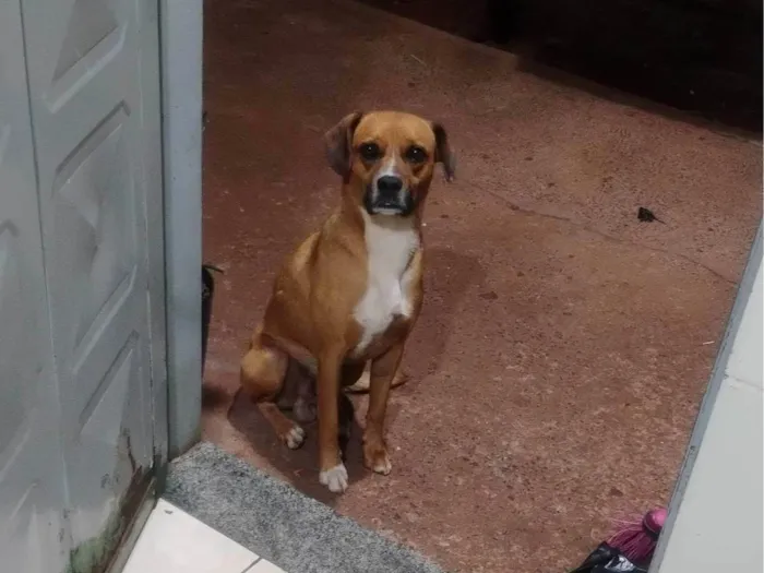 Cachorro ra a SRD-ViraLata idade 5 anos nome Rufols 