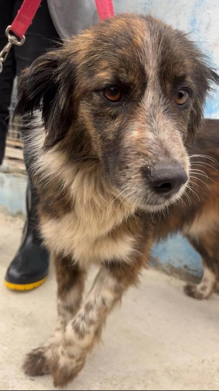 Cachorro ra a SRD-ViraLata idade 2 anos nome Scarlat
