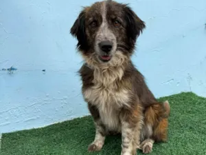 Cachorro raça SRD-ViraLata idade 2 anos nome Scarlat