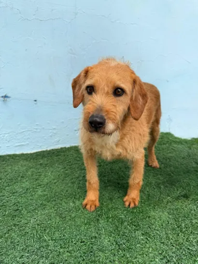 Cachorro raça Basset-Cofap idade 3 anos nome Luke