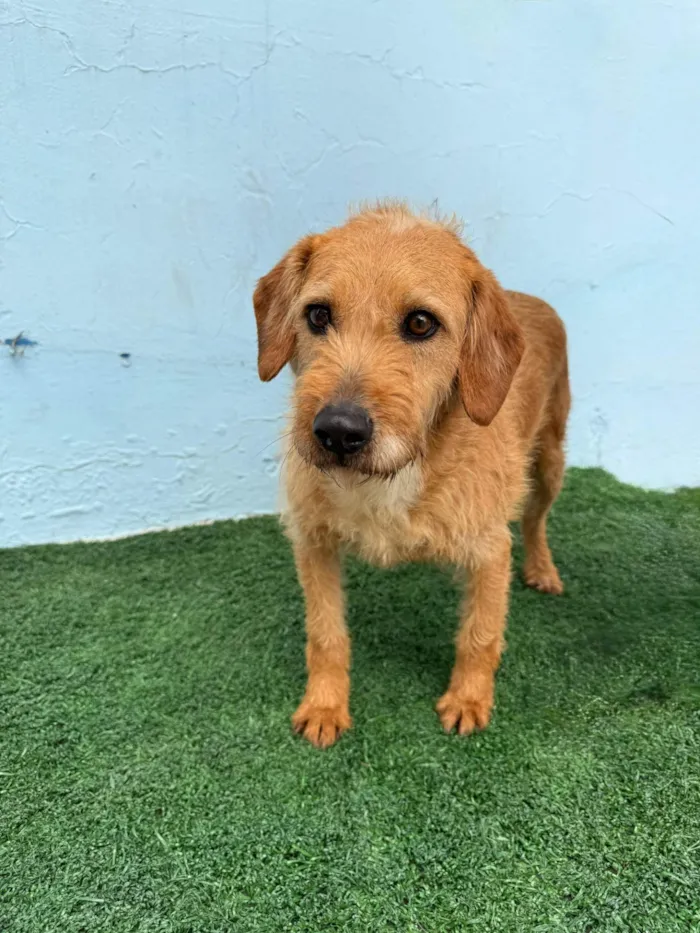 Cachorro ra a Basset-Cofap idade 3 anos nome Luke