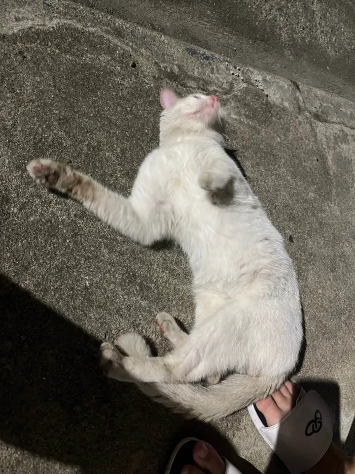 Gato ra a SRD-ViraLata idade 1 ano nome não sei o nome 