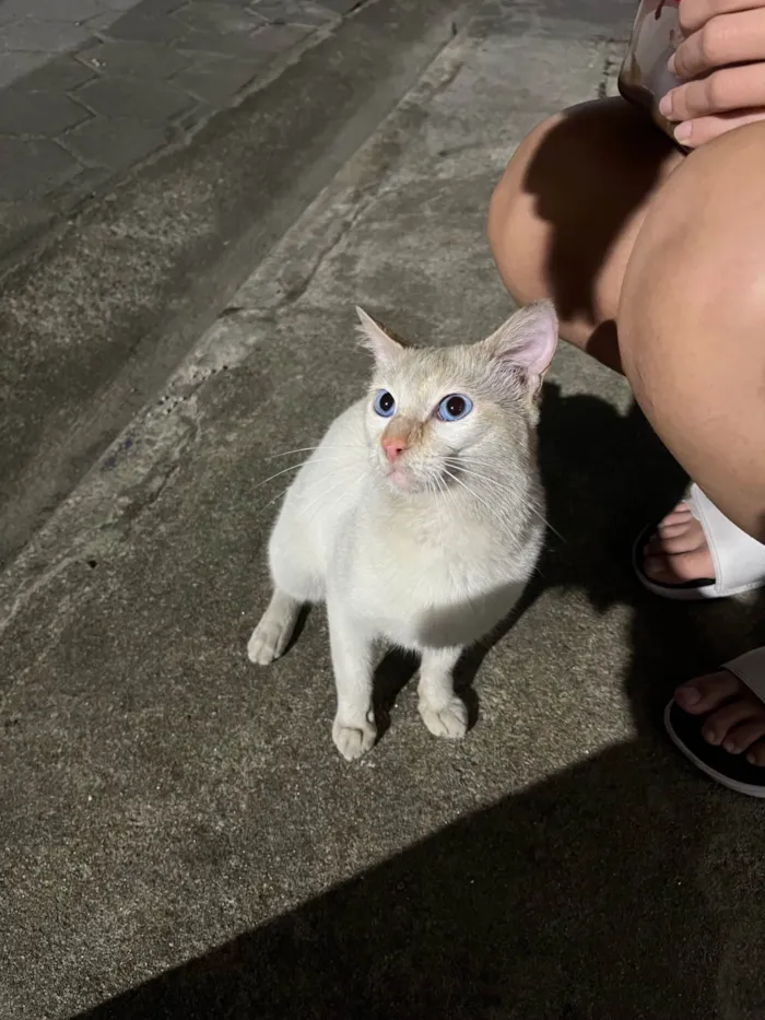 Gato ra a SRD-ViraLata idade 1 ano nome não sei o nome 