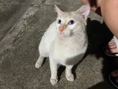 Gato raça SRD-ViraLata idade 1 ano nome não sei o nome 