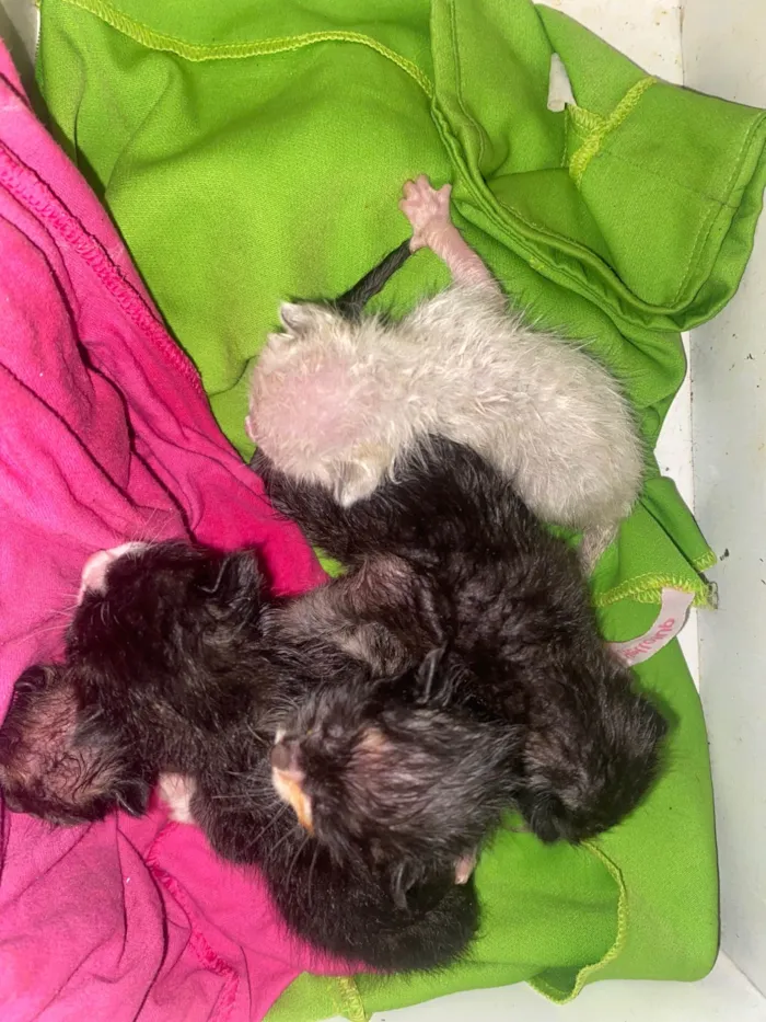 Gato ra a Exótico idade Abaixo de 2 meses nome Filhotes