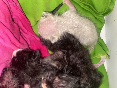 Gato raça Exótico idade Abaixo de 2 meses nome Filhotes